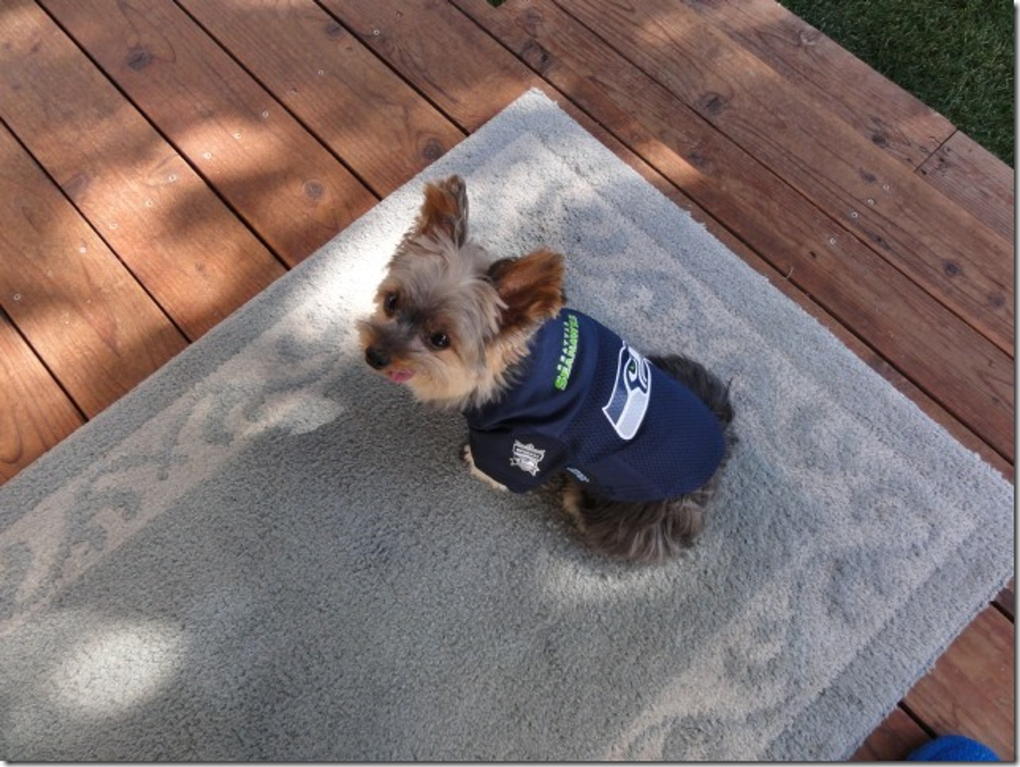 Seattle Seahawks Pet Dog Football Jersey Alternate Large