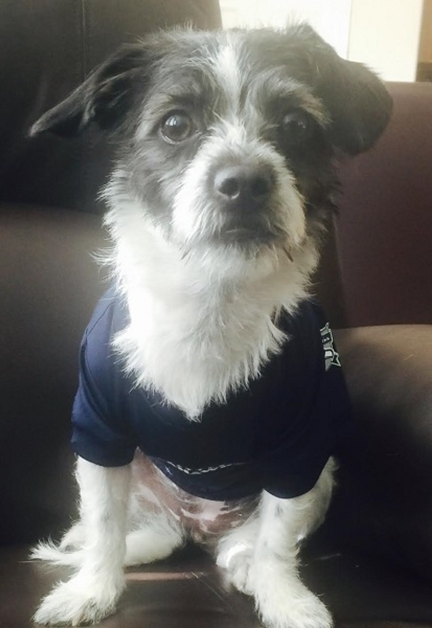 seattle seahawks dog jersey