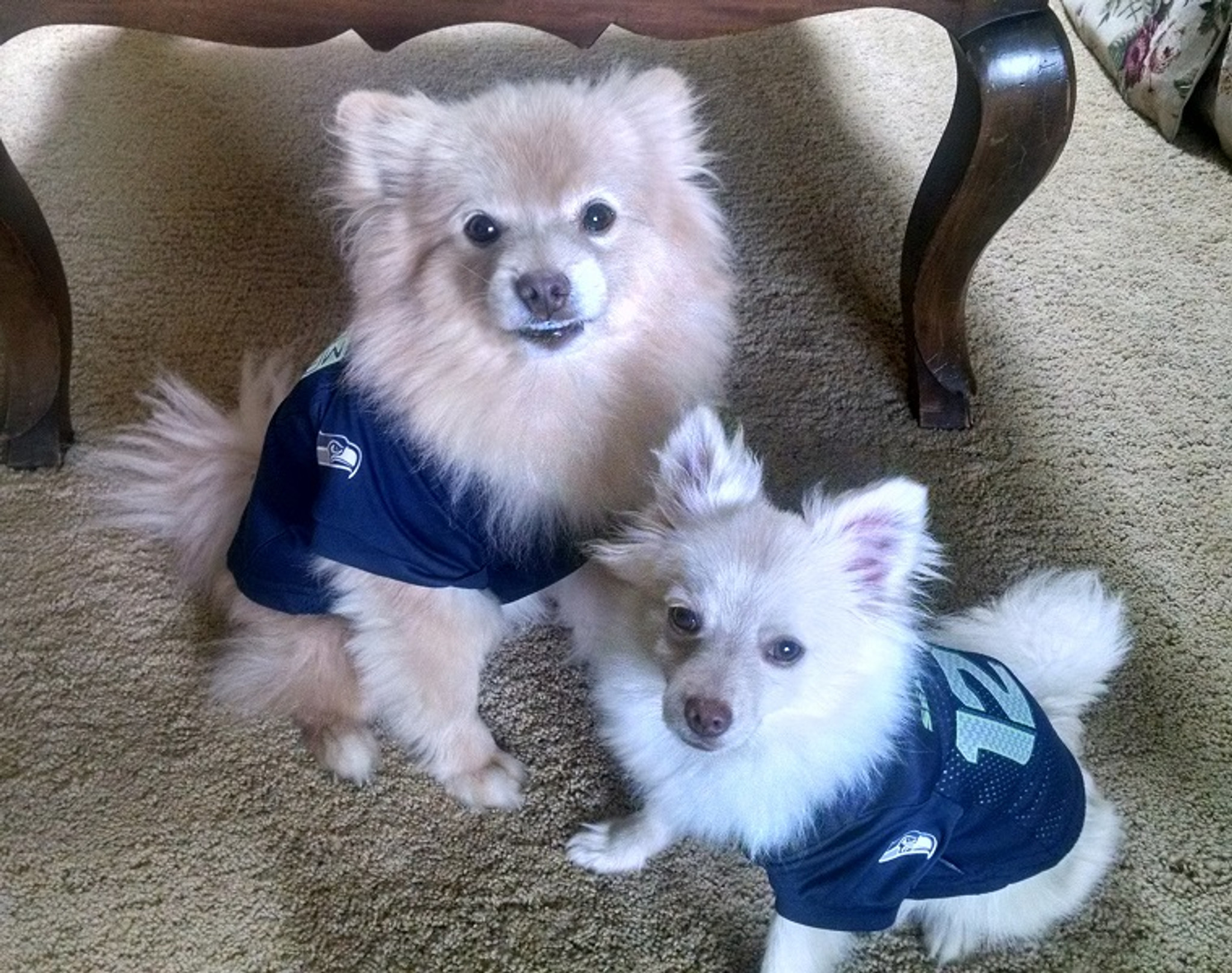 dog seahawks jersey