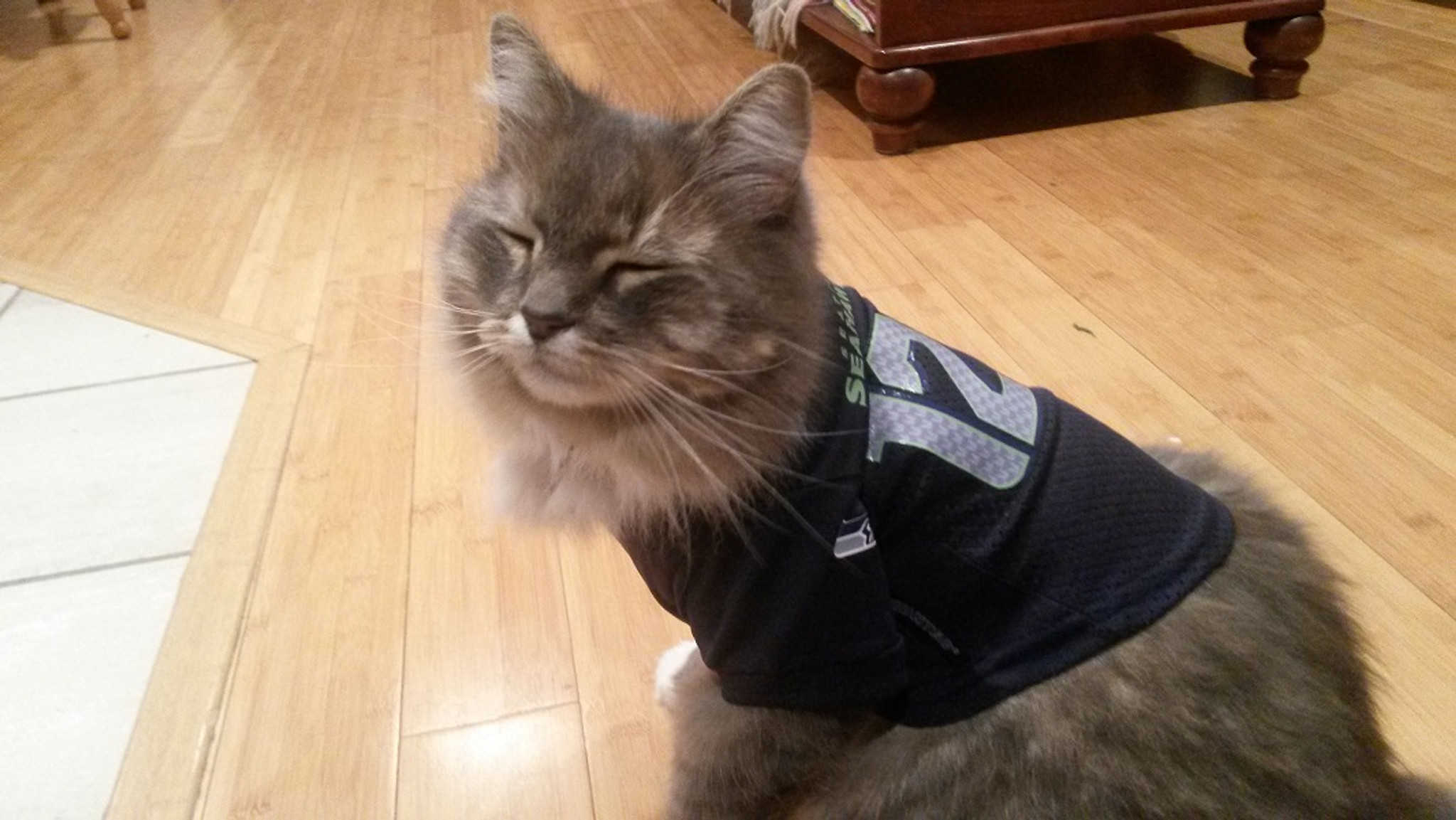 cat seahawks jersey