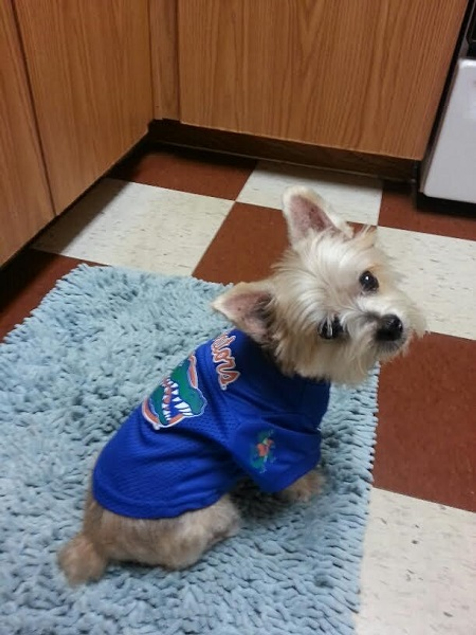 florida gators dog jersey