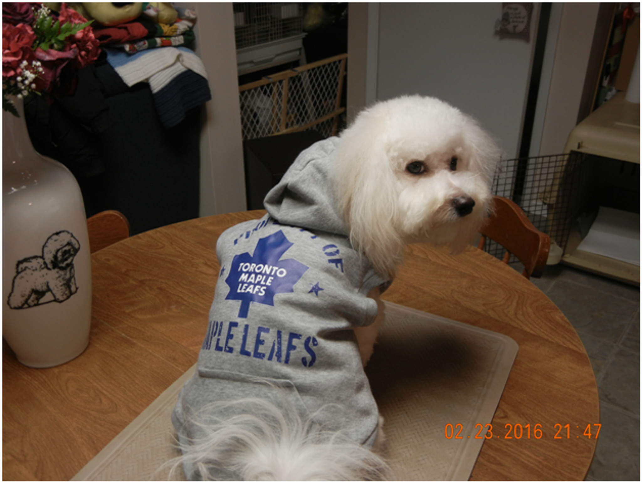 toronto maple leafs dog sweater