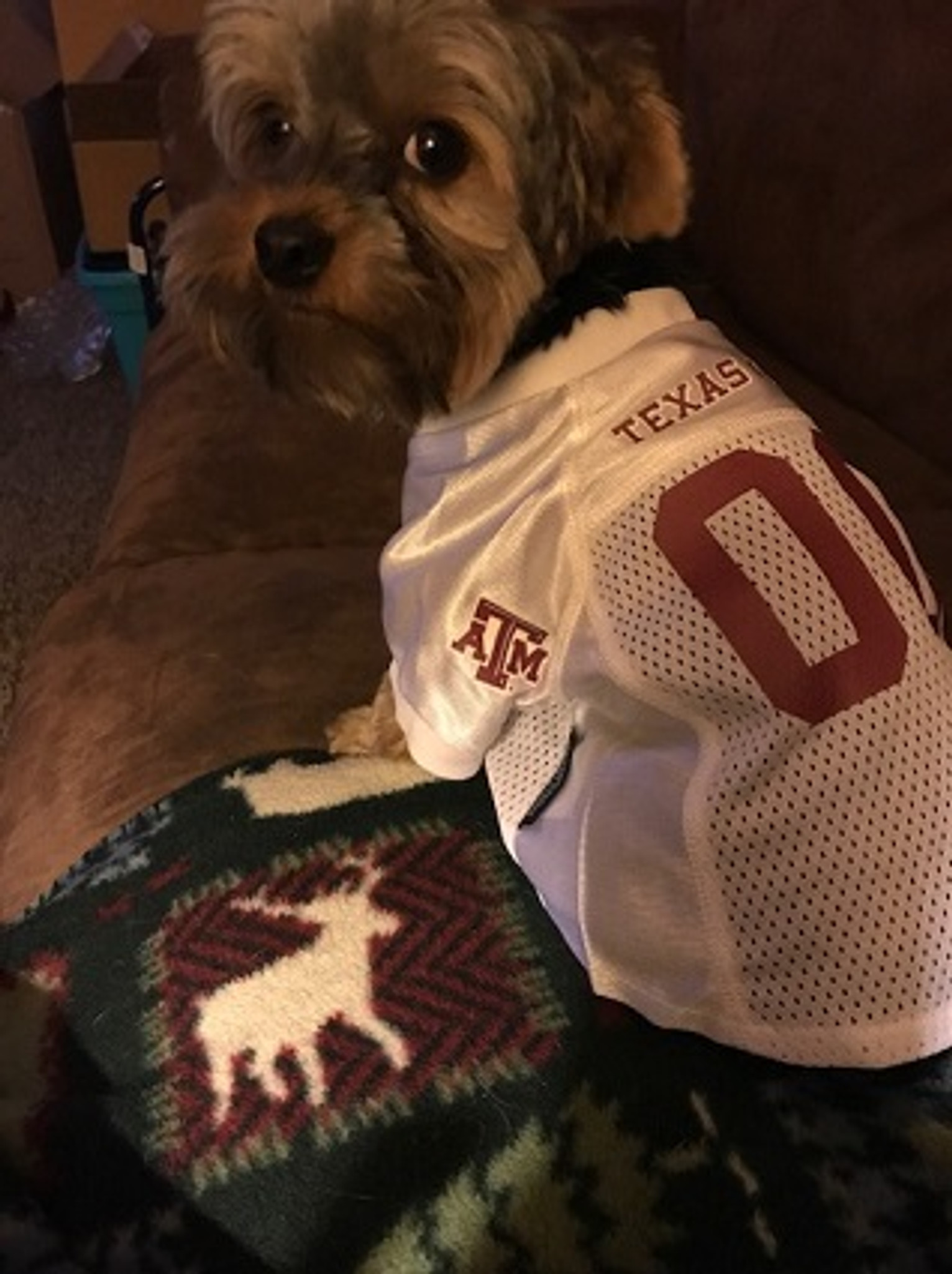 a&m dog jersey