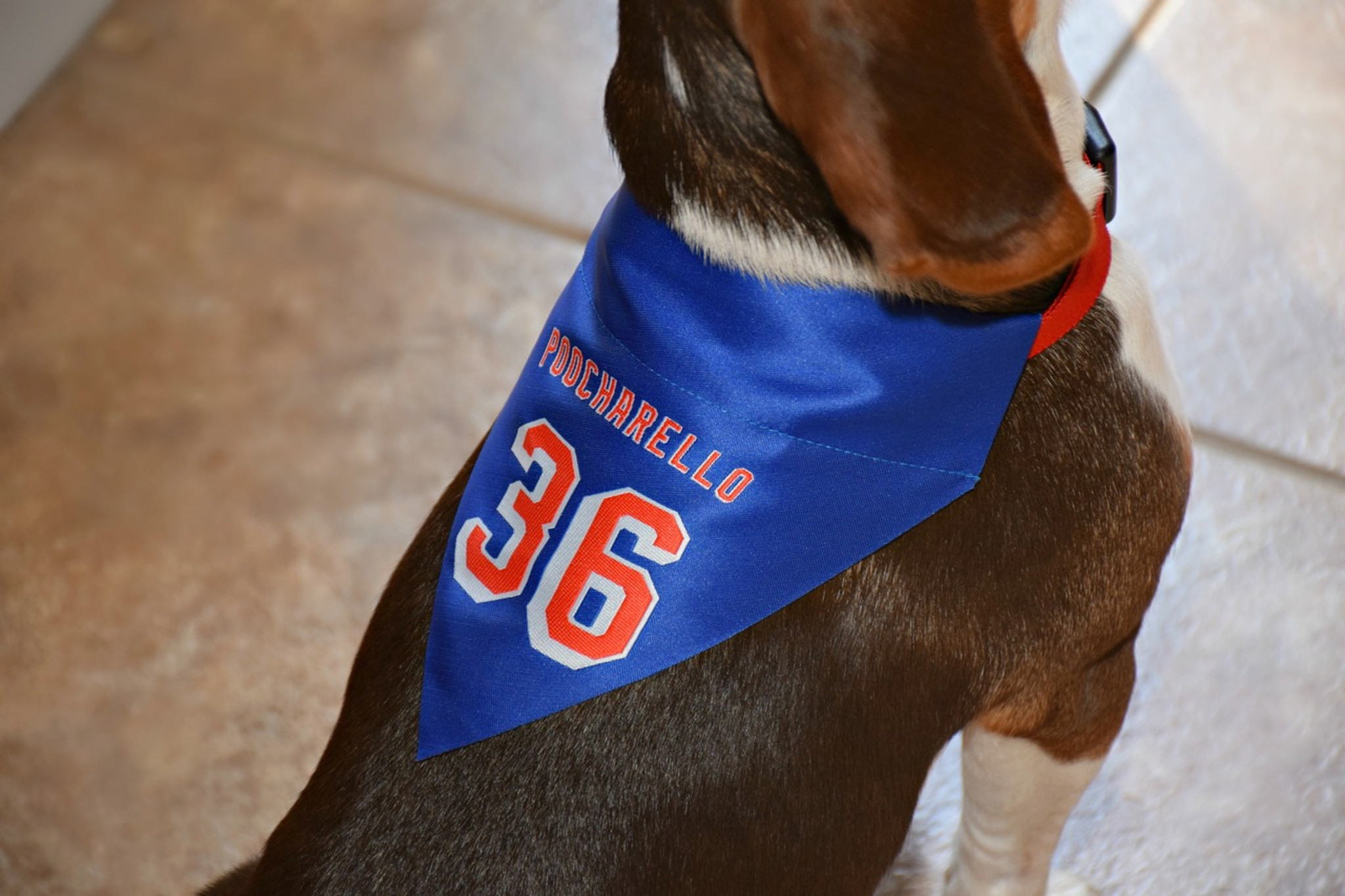 Mats Zuccarello Poocharello New York Rangers Dog #36 Jersey Bandana  Collar Set