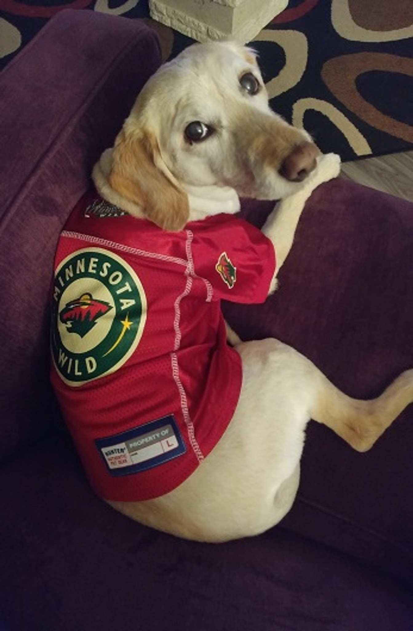 minnesota wild dog jersey