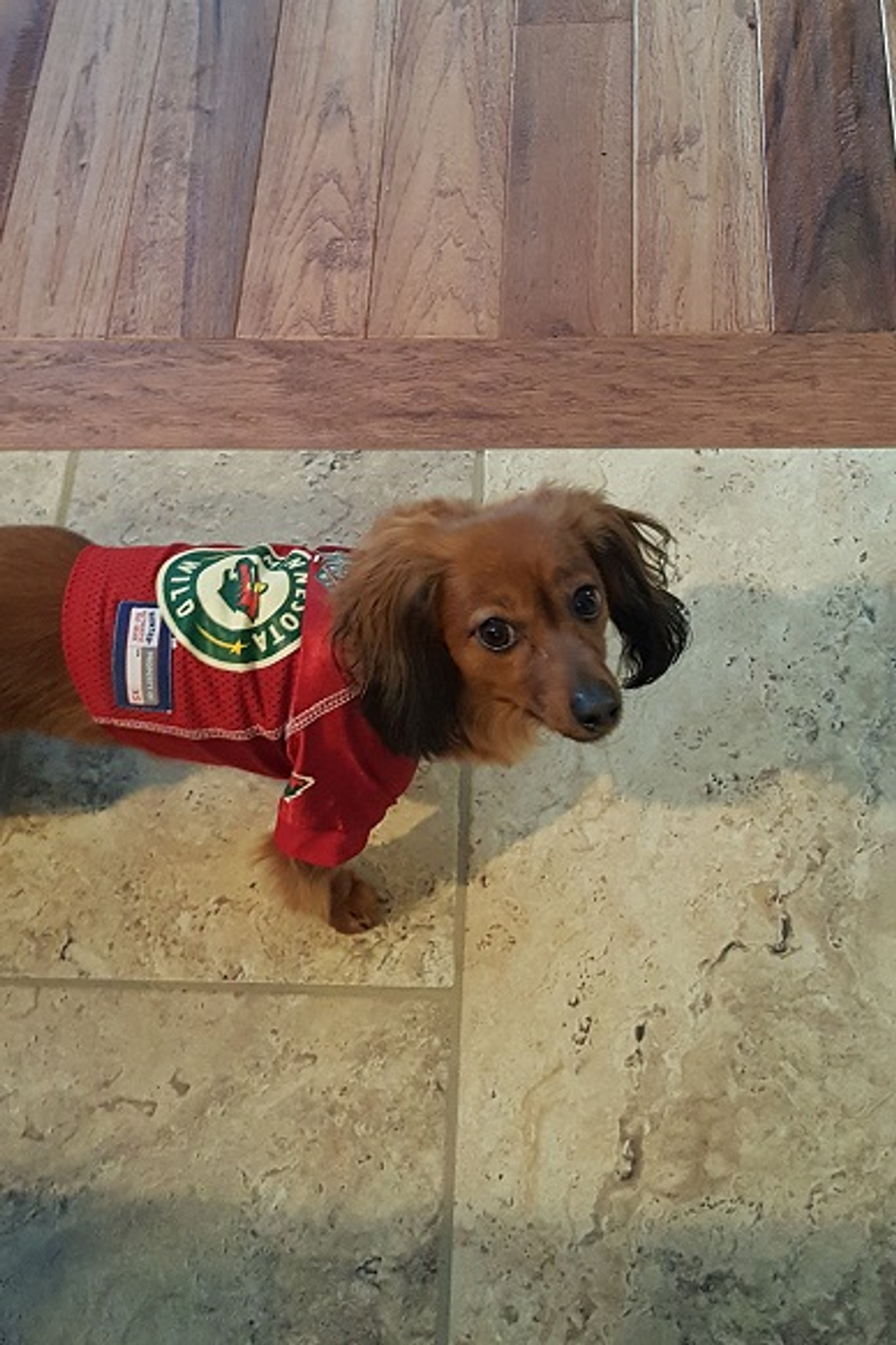 minnesota wild dog jersey