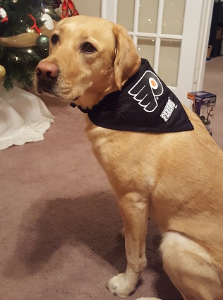 Philadelphia Flyers Pet Jersey