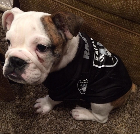 Raiders  joyfulbling-dog-gear