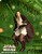 2000 Star Wars - Qui-Gon Jinn Hamark ornament, QXI6741