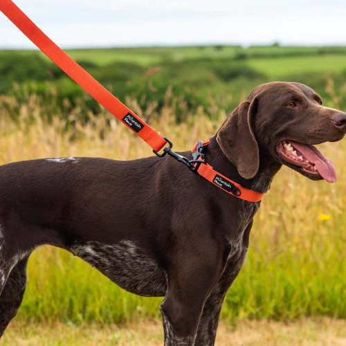 Dog wearing extra tough dog lead with matching orange collar