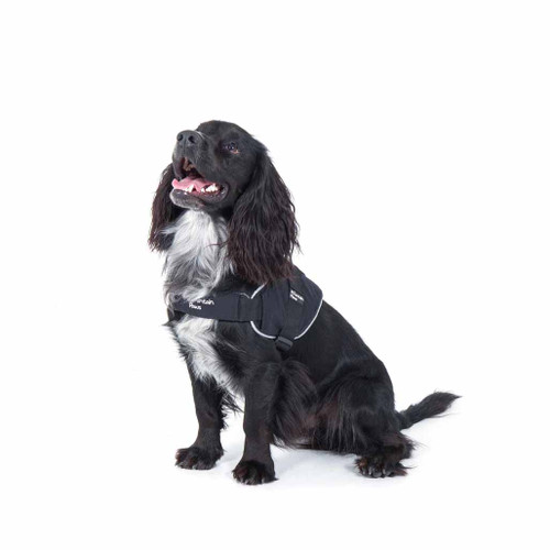 Spaniel wearing Mountain Paws Extra Tough Black Dog Harness facing the camera