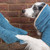 Dog in a drying coat is having a leg dried by person wearing a Sandringham Blue Dog Drying Mitts by Ruff and Tumble