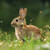 A young rabbit in grass as could be seen through the Brainstorm My First Telescope with its 42mm diameter objective lens