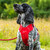 Red Dog Harness