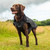 Dog wearing the the Mountain Paws Fleece Lined Dog Raincoat in black in the field