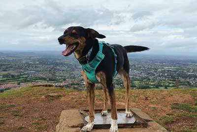 Dog on a Trig Pillar