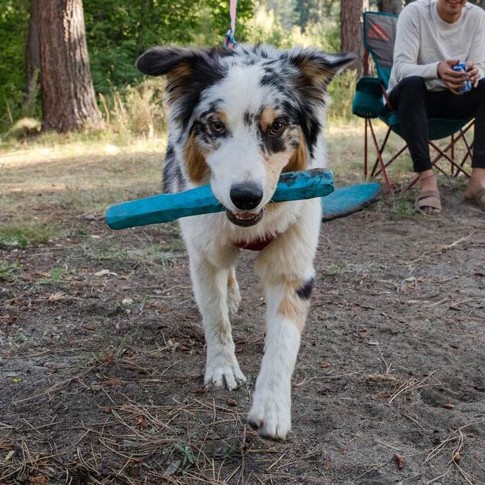 Dog in a with chew toy