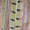 Hareline Ringneck Pheasant Tail Clump