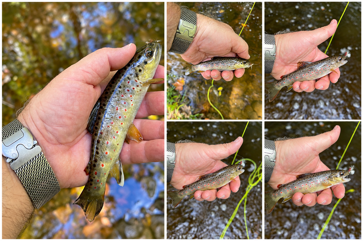 A Quiet Day with New Jersey’s Wild Trout