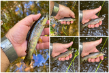 A Quiet Day with New Jersey’s Wild Trout