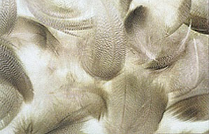 Prime Mixed Waterfowl Flank - Natural