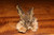 Hareline #2 Hare's Mask