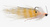 Shrimp Tease