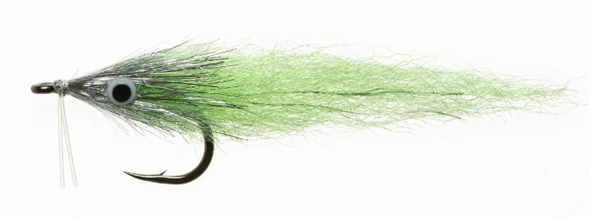 EP Bay Anchovy