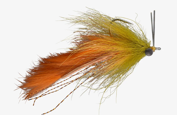 Boyle's Swamp Fox