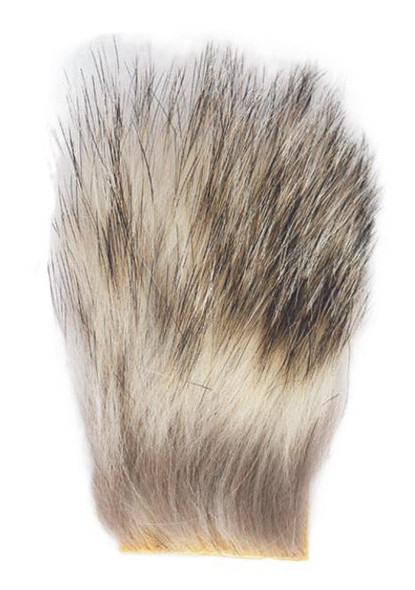 Badger, Large