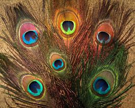 Nature's Spirit Peacock Eye Sticks