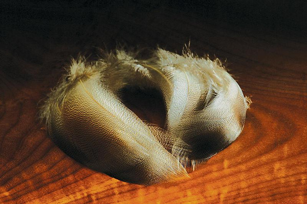 Bronze Mallard - Hareline