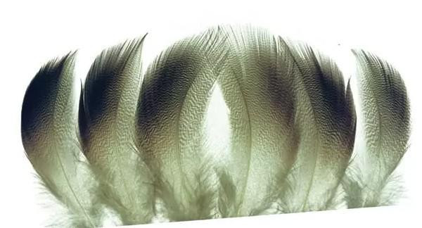 Wapsi Large Select Spey Bronze Mallard