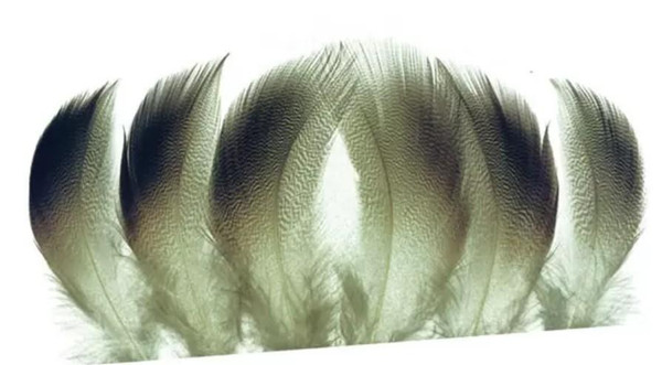 Wapsi Bronze Mallard Flank