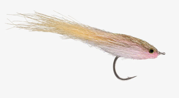 Bay Anchovy