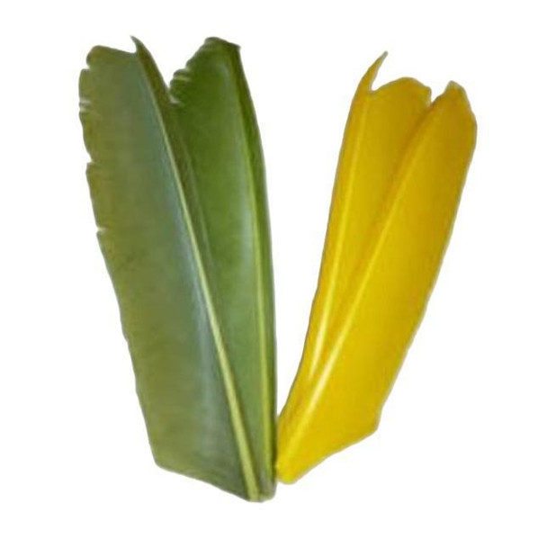 Nature's Spirit Turkey Biot Quill Piece
