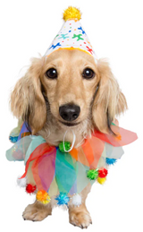 Pet Krewe Birthday Celebration Hat & Collar for Pets