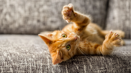 Keep Your Kitten Entertained