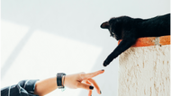 New Kitten Checklist