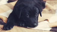 Adjusting Your Puppy to Your Home: A Guide to Housebreaking