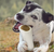 Cadet Stuffed Shin Bone Bully Flavor L