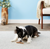 Kong Small Wild Split Elk Antler Dog Chew 