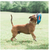 Chuckit Fetch Flight
