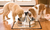 PetSafe Drinkwell 360 Stainless Steel Pet Fountain 128 oz
