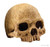 Exo Terra Primate Skull Terrarium Ornament