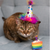 Huxley & Kent Birthday Funfetti Cake Cat Toy 