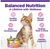 Wellness Complete Health Kitten Chicken Pate Grain-Free Canned Cat Food