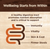 Wellness Core Digestive Health Wholesome Grains Chicken & Rice Recipe Dry Cat Food