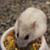 Sunseed Vita Sunscription Hamster And Gerbil Food 2.5 lb