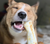 Earth Animal 4 in No-Hide Beef Chew For Dogs